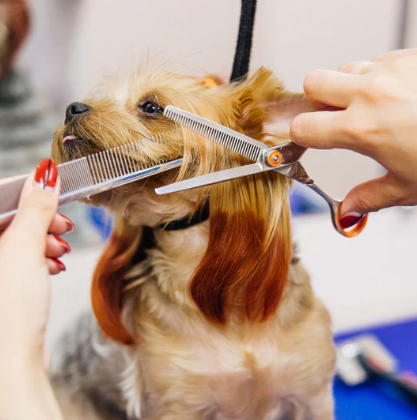 Pet Grooming